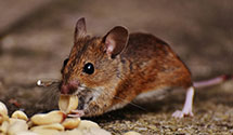 24 Hour & Emergency Exterminators in New Plymouth, OH